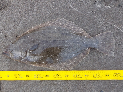 ひらめページ 釣ったゾ！